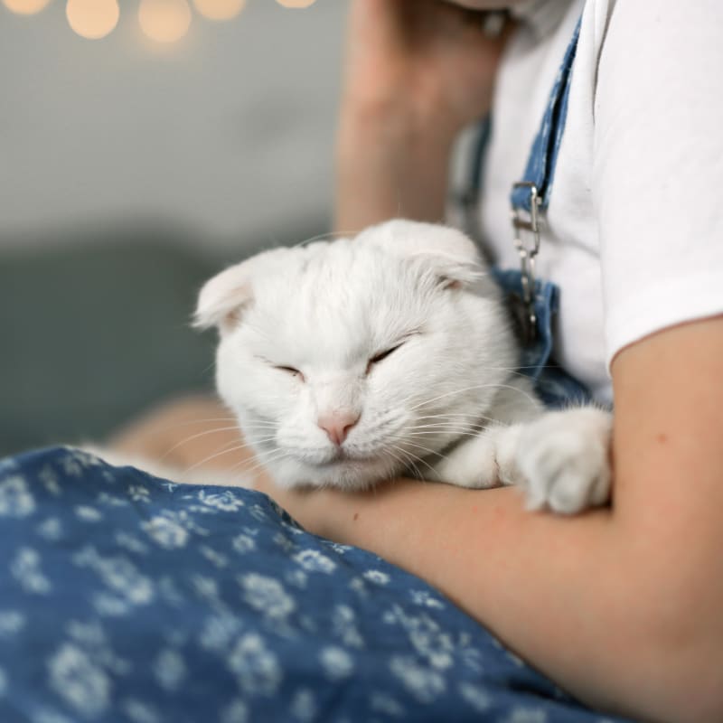 Cat vaccinations at Yucaipa veterinary hospital